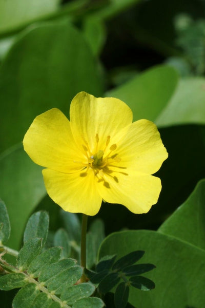 Extracto de tribulus terrestris