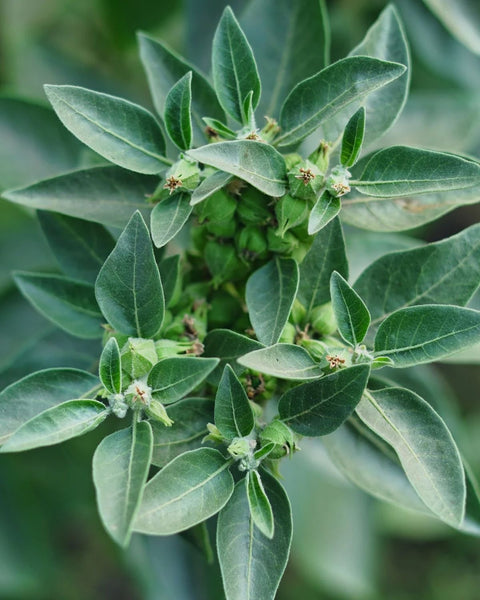 Ashwagandha
